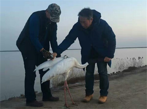 湖南環球信士科技有限公司,湖南野生動物追蹤,湖南衛星追蹤器,湖南追蹤器