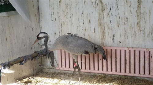 湖南環球信士科技有限公司,湖南野生動物追蹤,湖南衛星追蹤器,湖南追蹤器