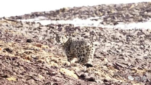 湖南環球信士科技有限公司,湖南野生動物追蹤,湖南衛星追蹤器,湖南追蹤器