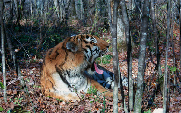 湖南環球信士科技有限公司,湖南野生動物追蹤,湖南衛星追蹤器,湖南追蹤器