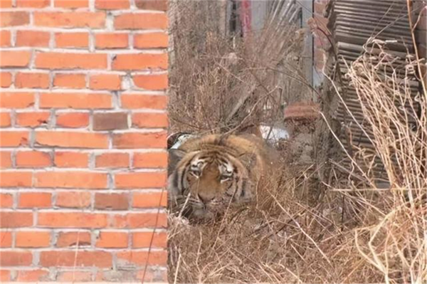 湖南環球信士科技有限公司,湖南野生動物追蹤,湖南衛星追蹤器,湖南追蹤器