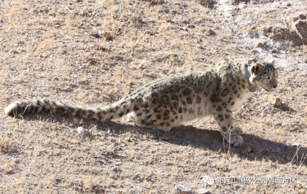 湖南環球信士科技有限公司,湖南野生動物追蹤,湖南衛星追蹤器,湖南追蹤器