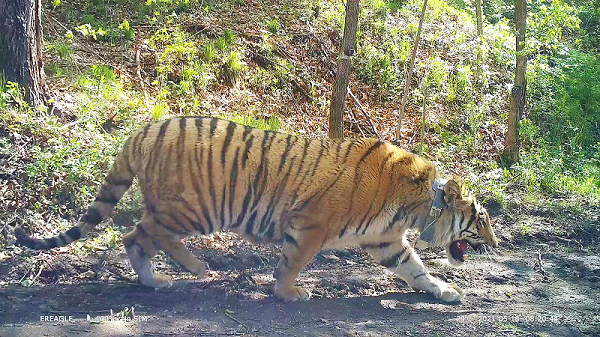 湖南環球信士科技有限公司,湖南野生動物追蹤,湖南衛星追蹤器,湖南追蹤器