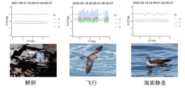 湖南環球信士科技有限公司,湖南野生動物追蹤,湖南衛星追蹤器,湖南追蹤器